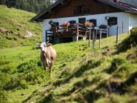 schiesslingalm st ulrich am pillersee